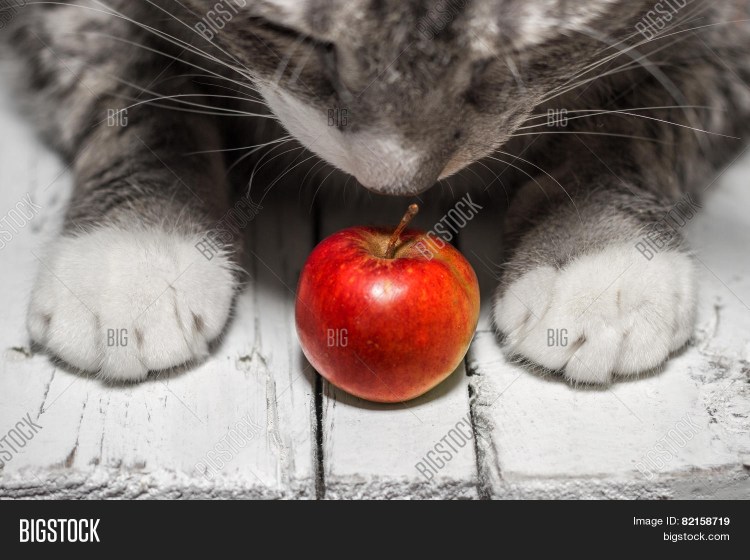 Яблочки и котик