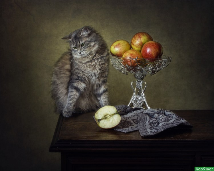 Забавный натюрморт