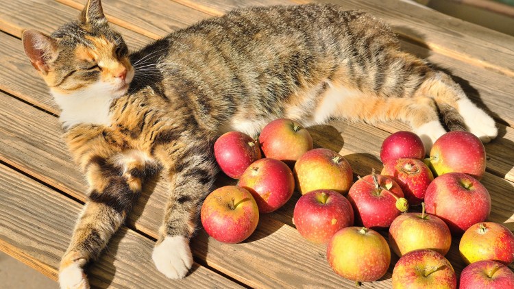 Котик в яблоках