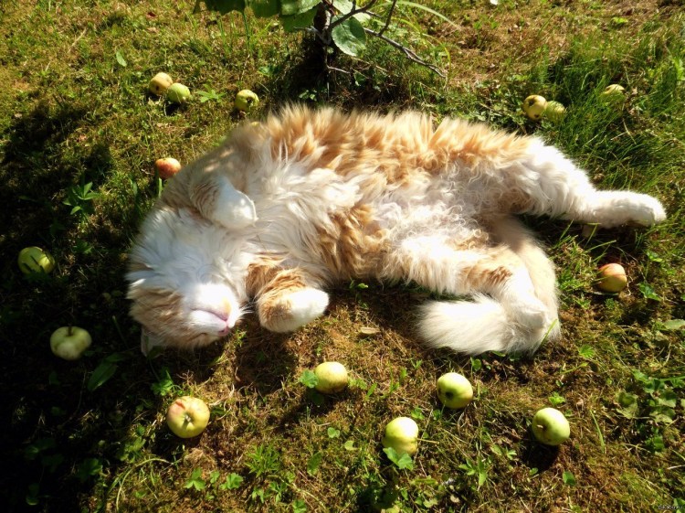 Яблоки и коты