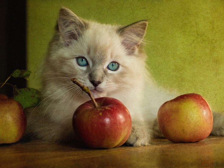 Котик с фруктами