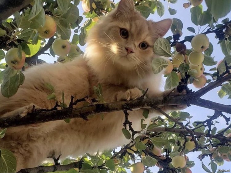 Кот на дереве