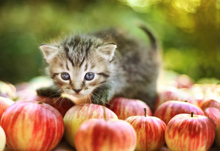 Котята и фрукты