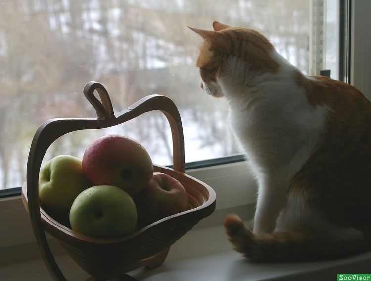 Животные с яблоками