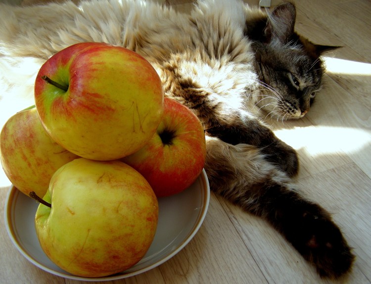 Кошки и фрукты