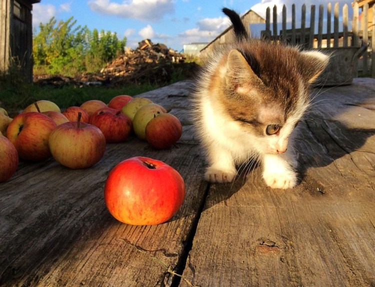 Августовский кот
