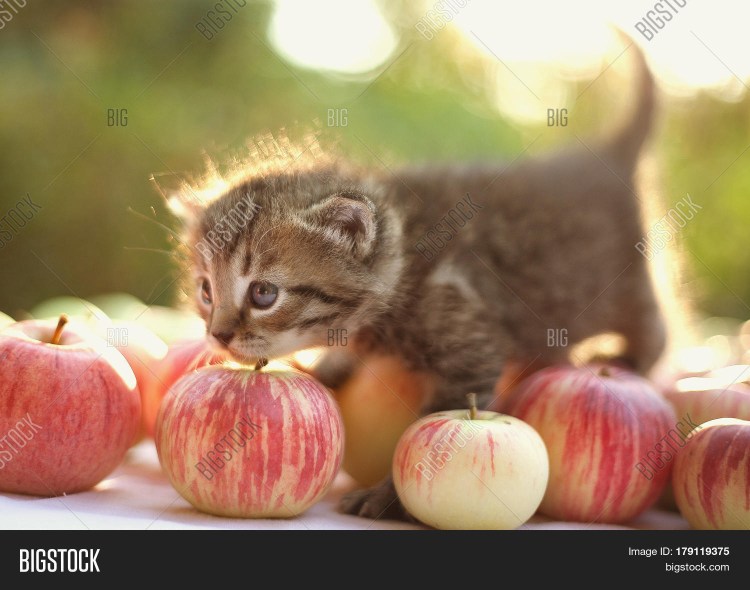 Котики на фоне с яблоками