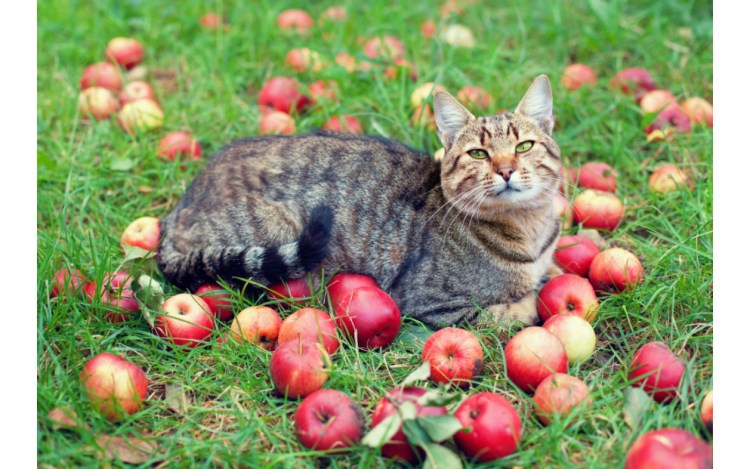 Августовский кот