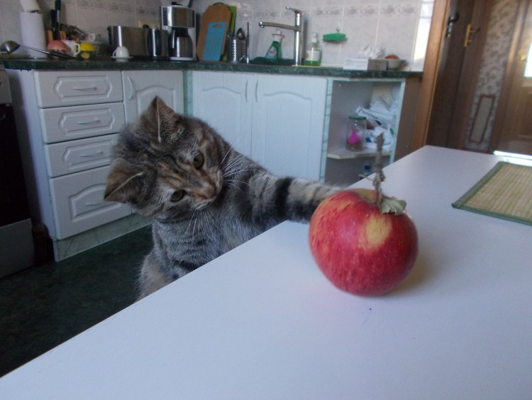 Котики приколы с яблоками