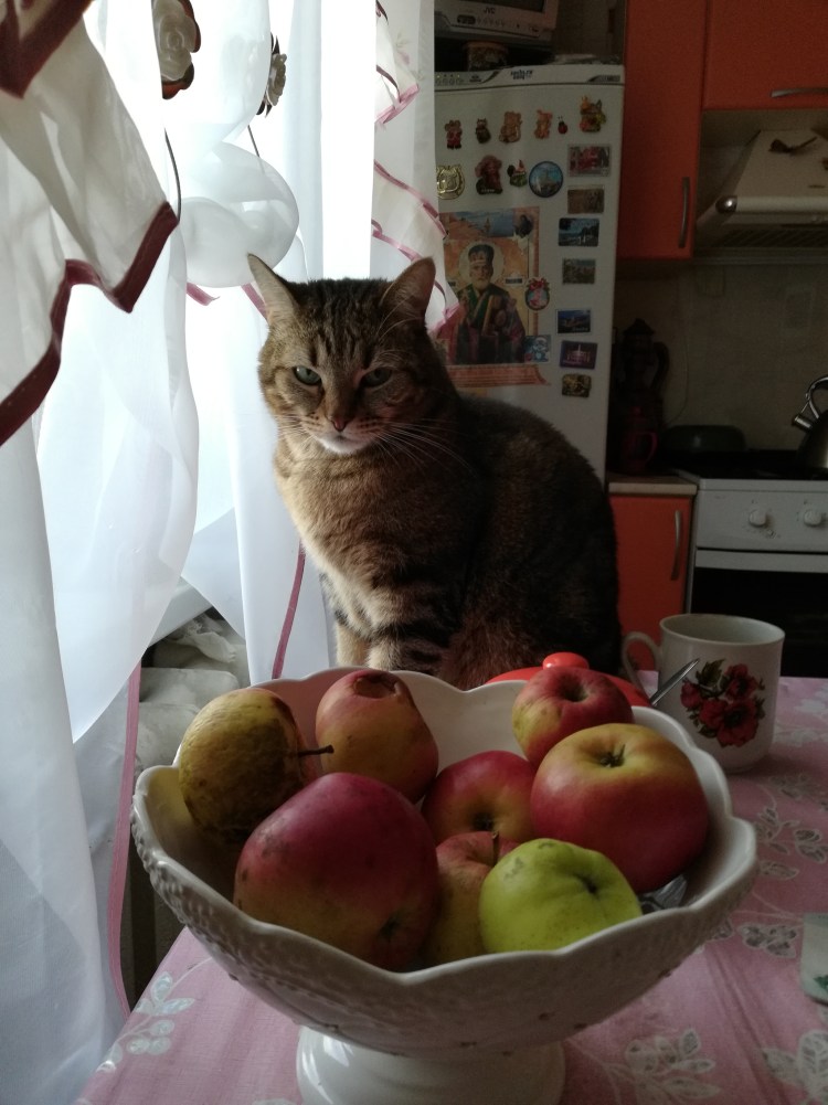 Кот в яблоках