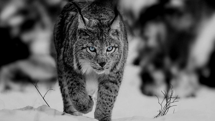 Рысь черно белая