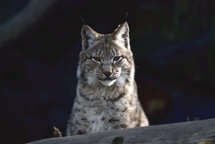 Рысь Линкс гриб