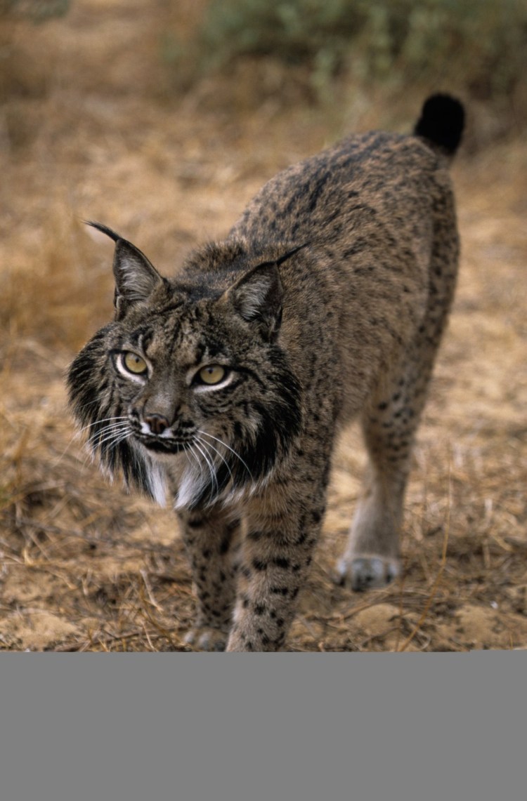 Камышовый кот черный