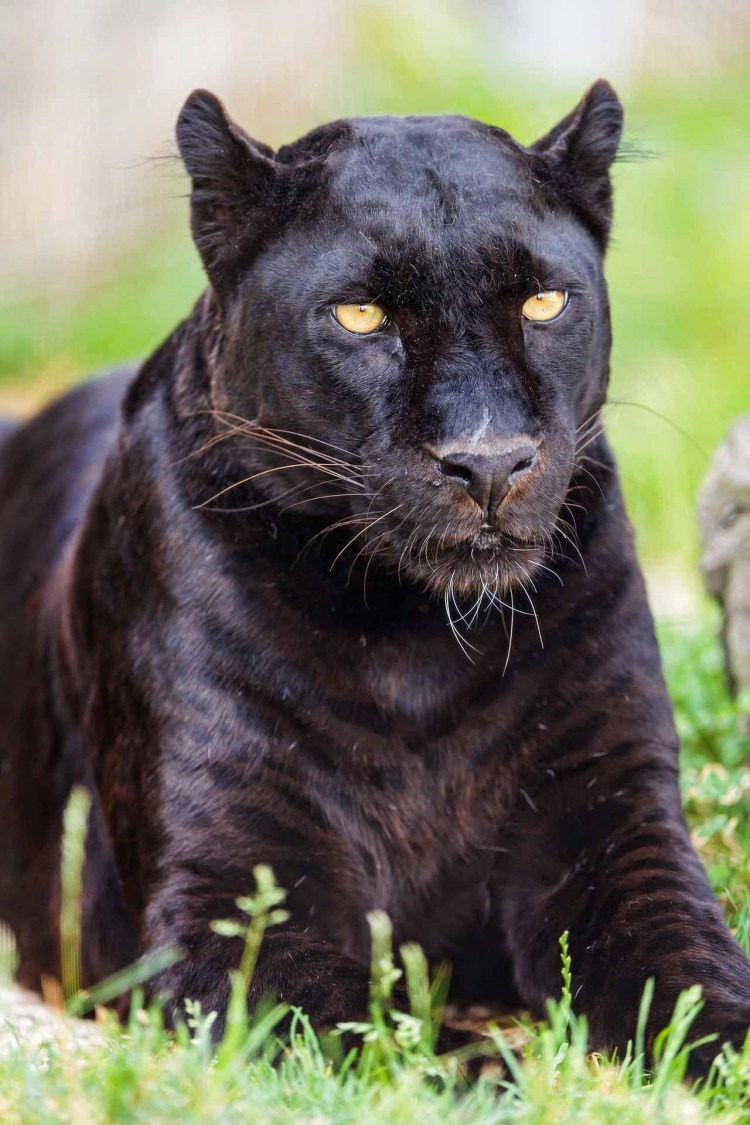 Рысь меланист черная