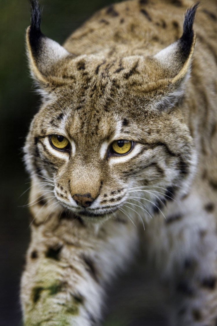 Дикие коты Рысь