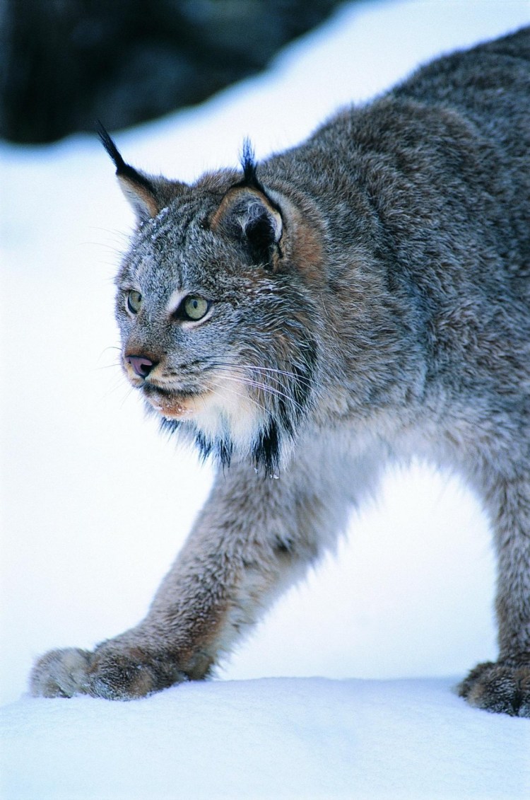 Темная Рысь