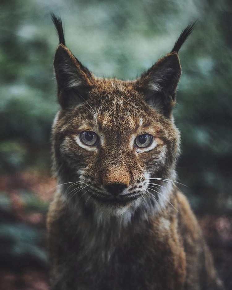 Рысь арт аниме