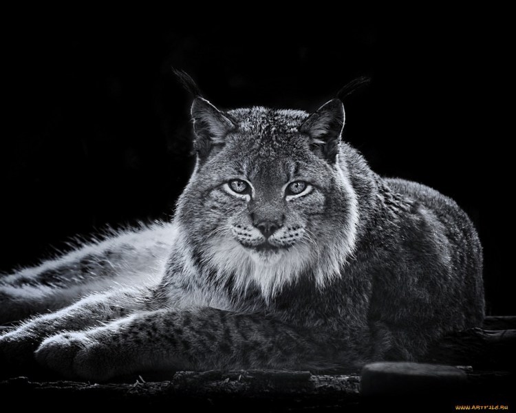 Дикие кошки