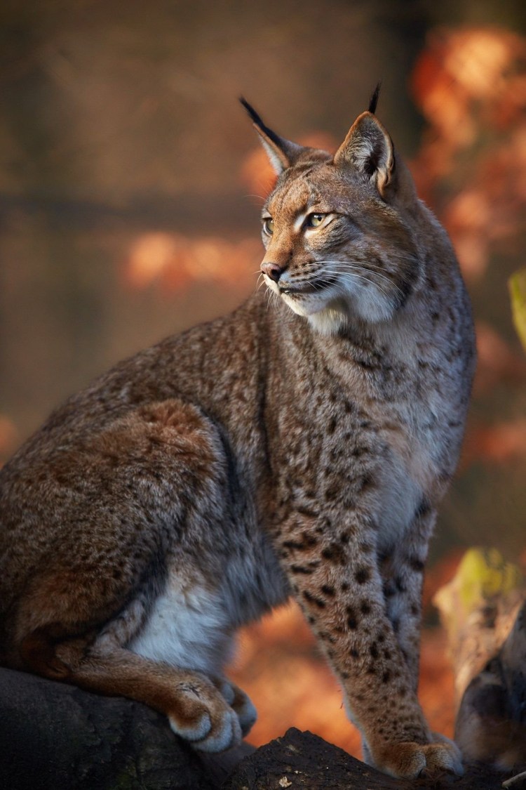 Черный каракал меланист