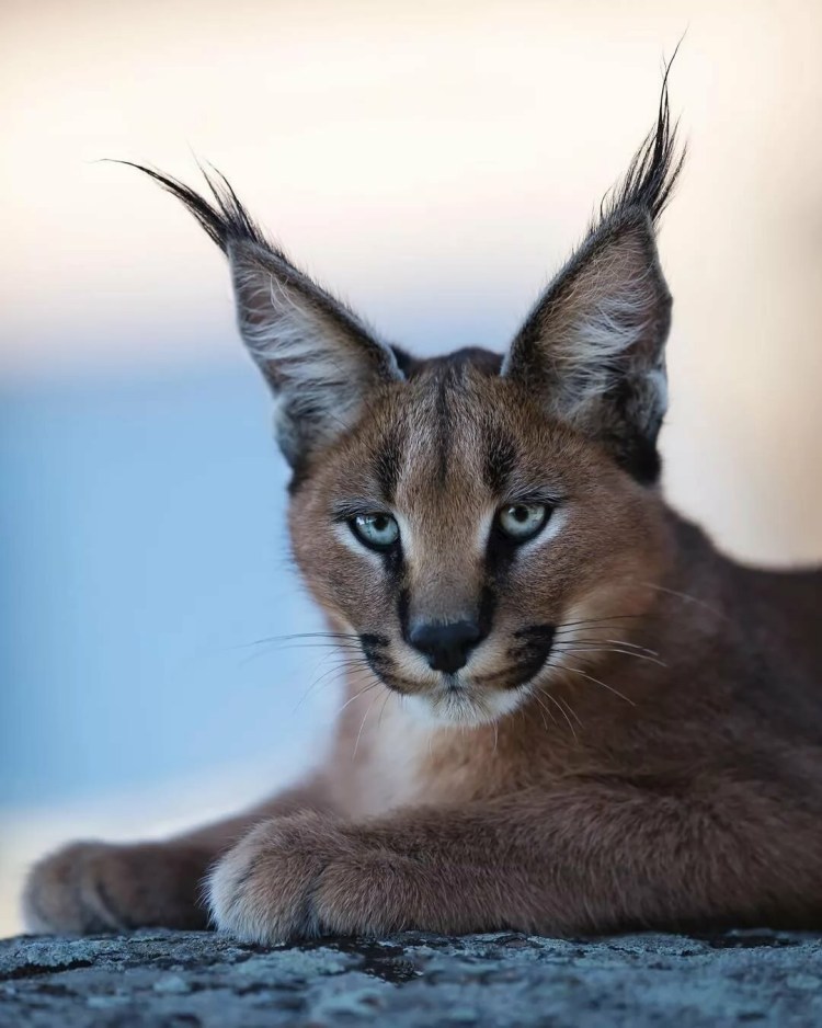 Окрас рыси обыкновенной