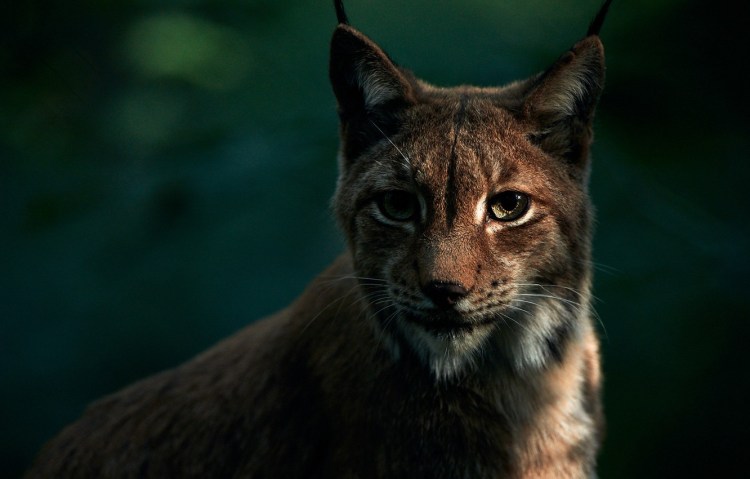 Серая хищная кошка