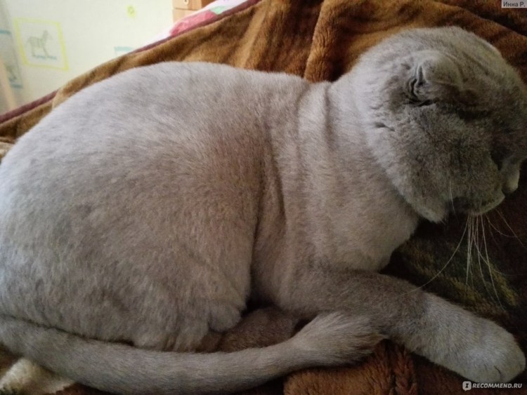 Стриженный шотландский вислоухий кот