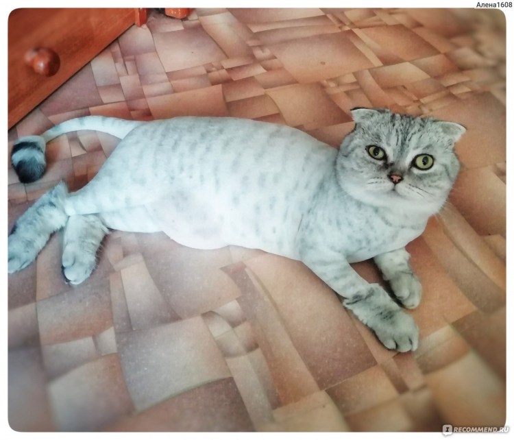 Шотландская вислоухая стрижка Лев