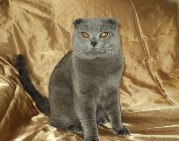 Хайленд фолд стрижка