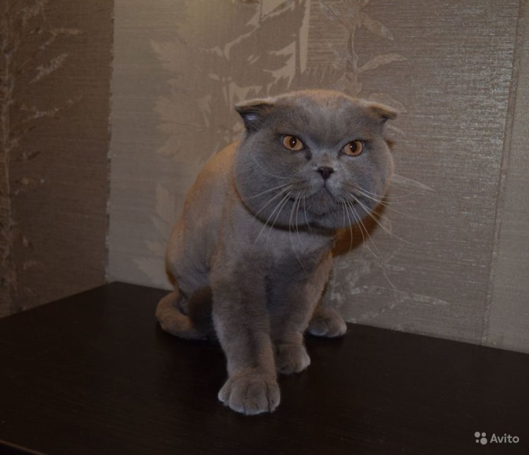 Стрижка шотландских кошек вислоухих