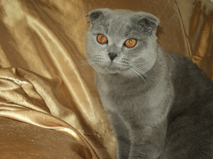 Ирландская вислоухая кошка