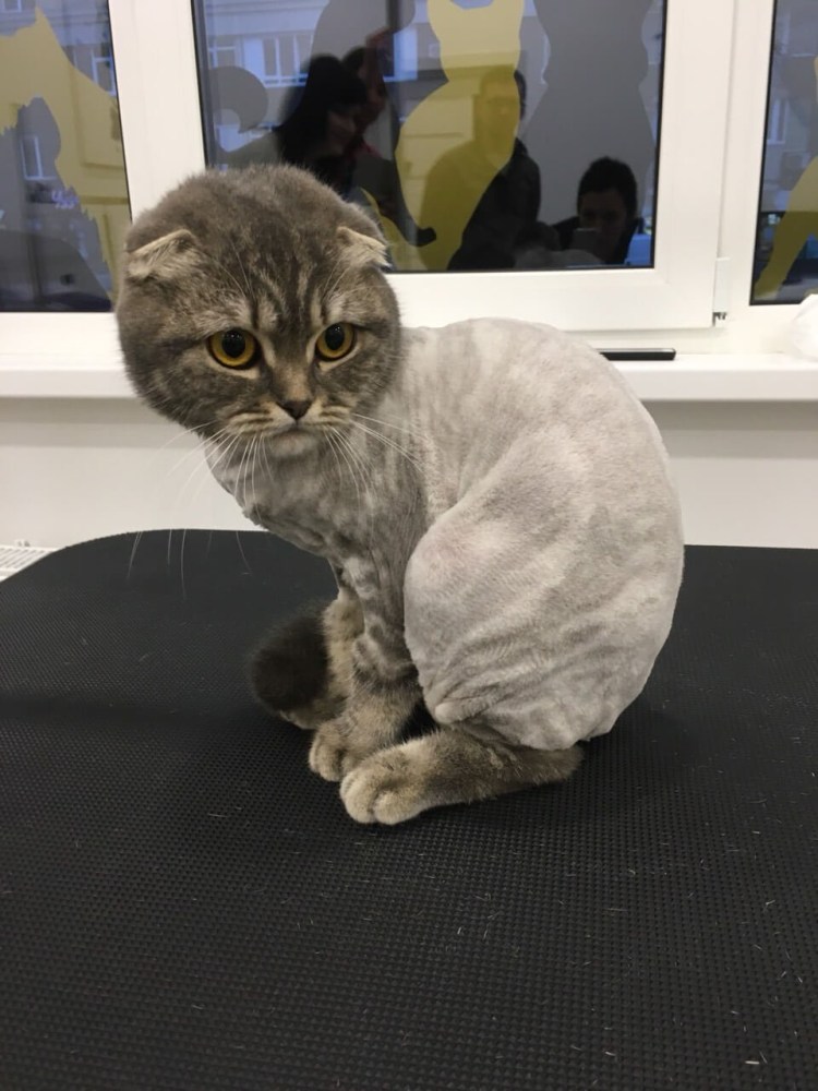 Стрижка котов
