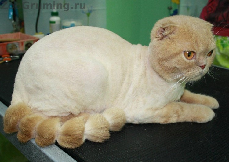 Стриженный шотландский вислоухий кот