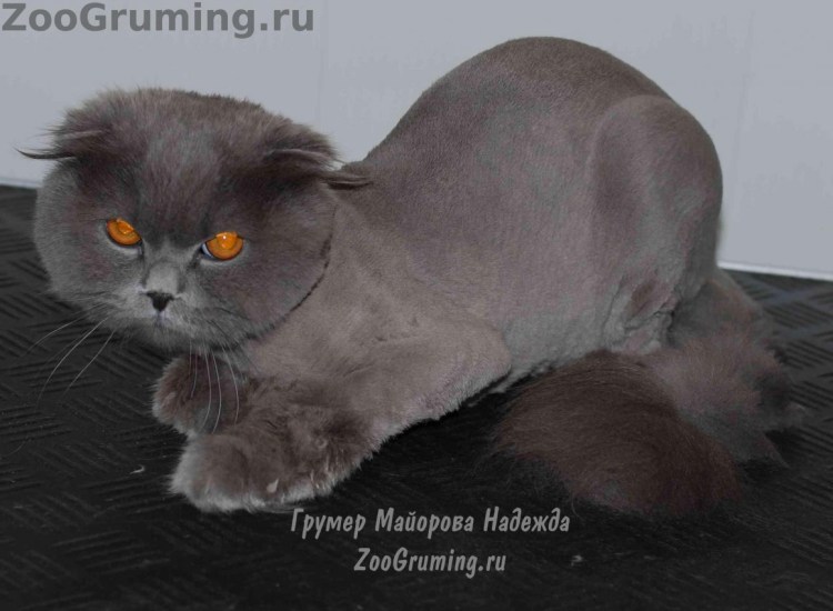 Подстриженный кот шотландец вислоухий