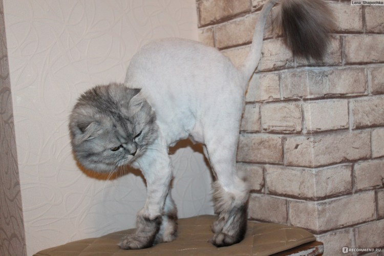 Стриженный кот шотландец