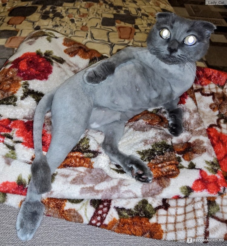 Стрижка котов