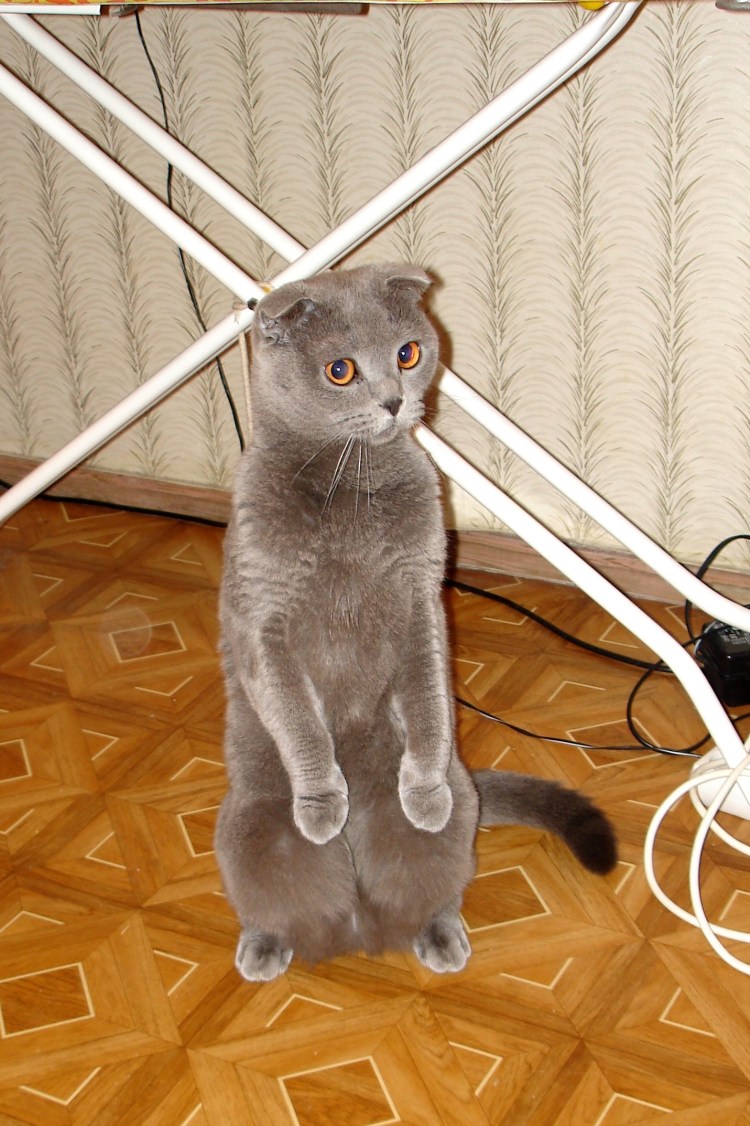 Шотландская вислоухая стрижка