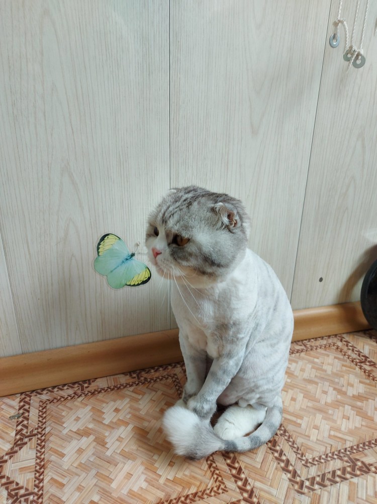 Британская вислоухая шиншилла