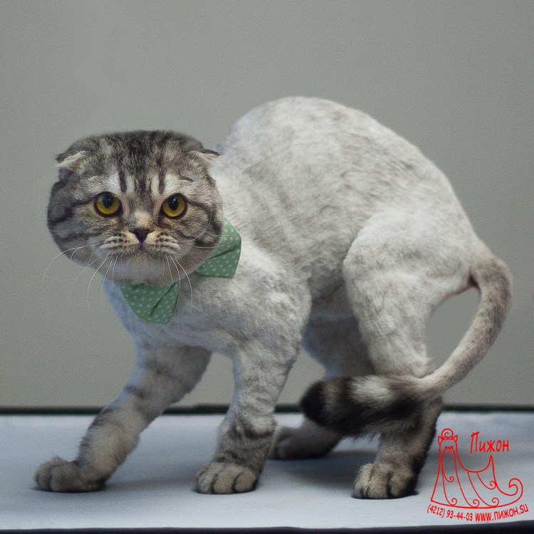 Стриженный шотландский вислоухий кот
