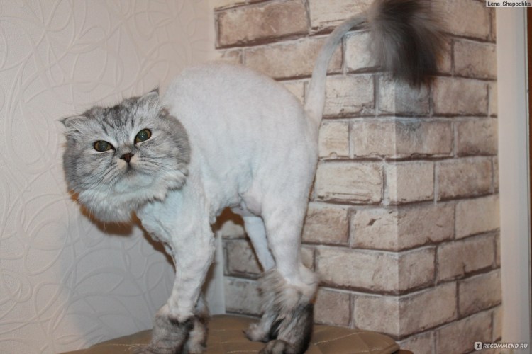 Стрижки для персидских котов