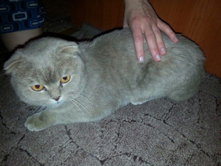 Груминг для шотландских кошек