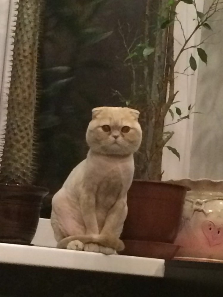 Стрижки котов шотландских вислоухих