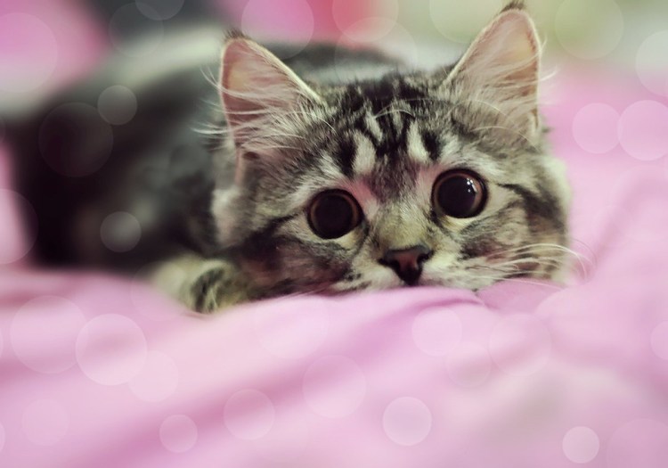 Милые домашние котики