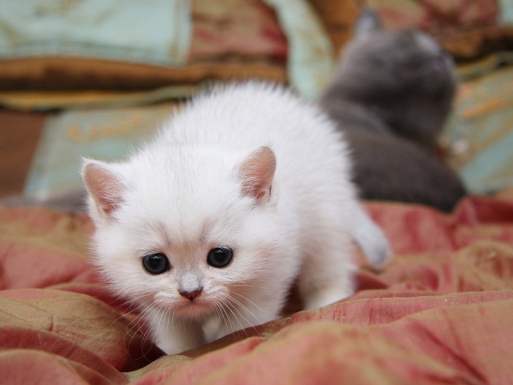 Красивый котенок с голубыми глазами