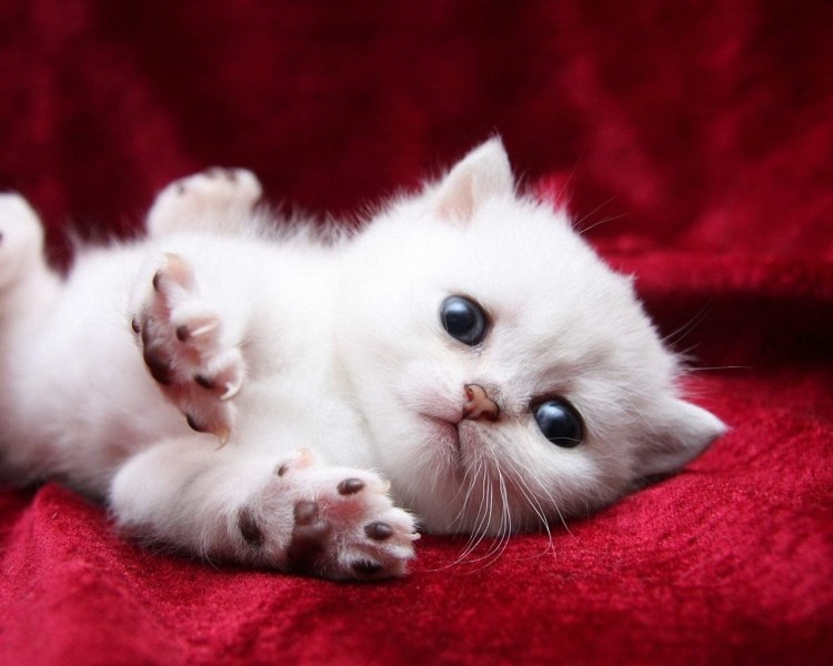 Милые котята