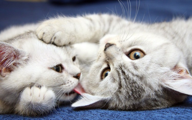 Милые котятки