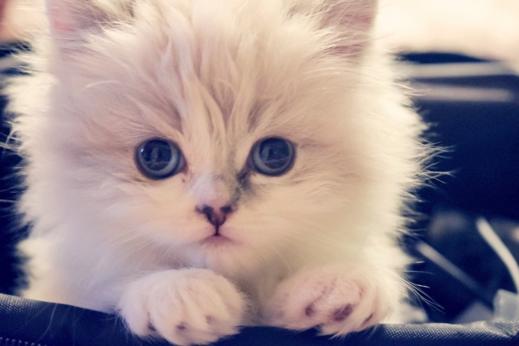 Красивые кошечки