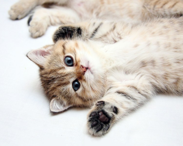 Маленькие котики