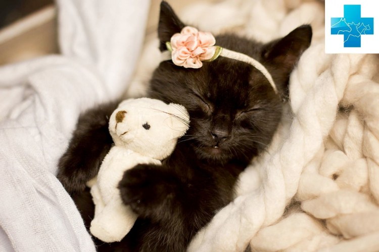 Милый котик