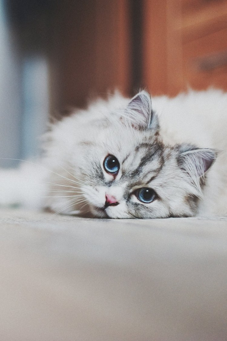 Милые котята