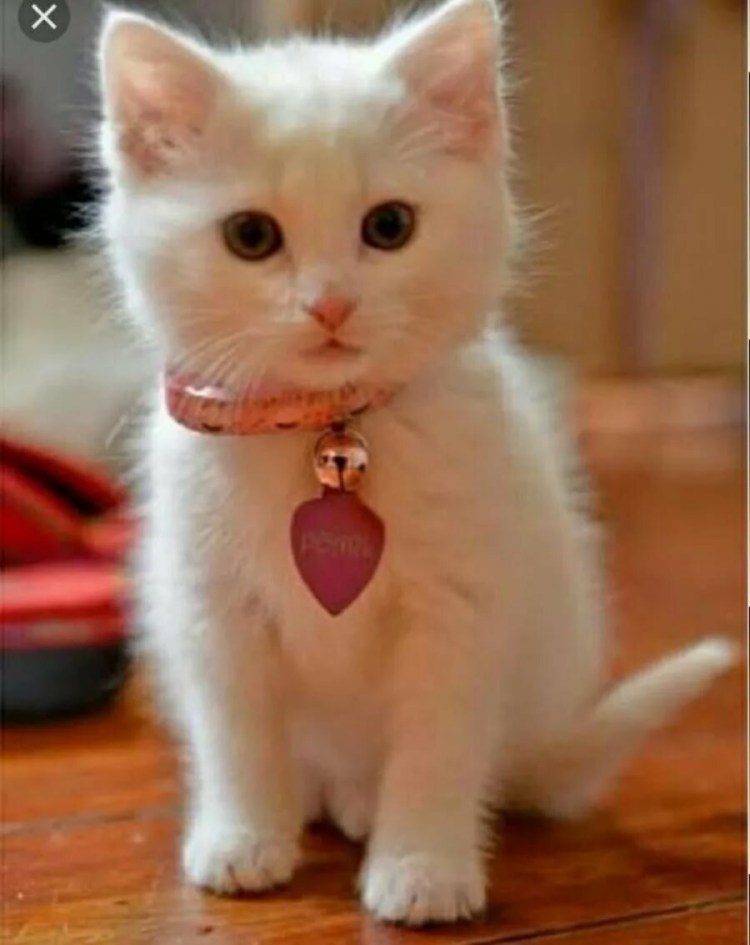 Милые кошечки